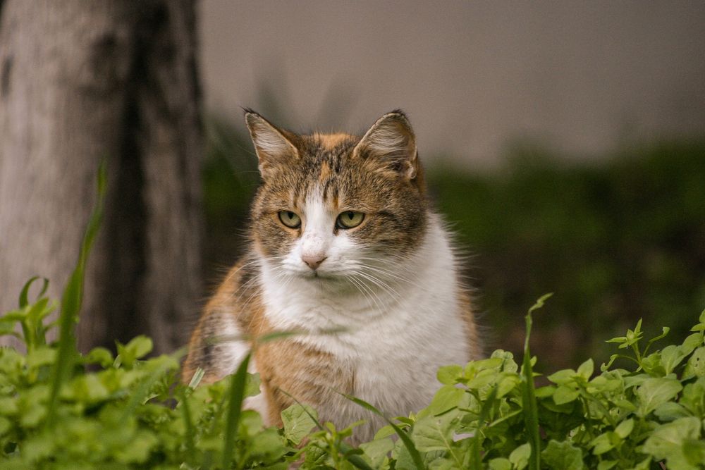 Canon Eos 10D с два обектива и подарък