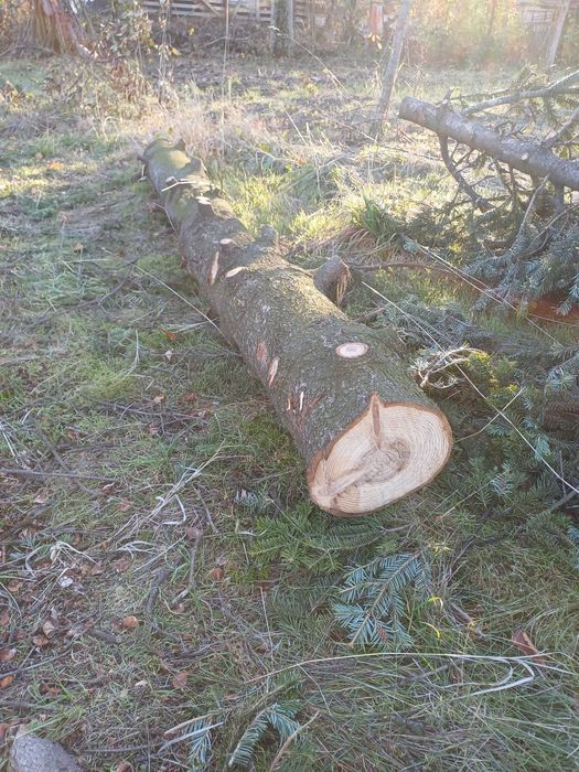 Борови трупи 3 броя - София