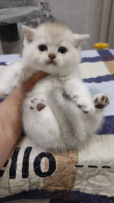 Продаётся чистокровный шотландский котёнок мальчик