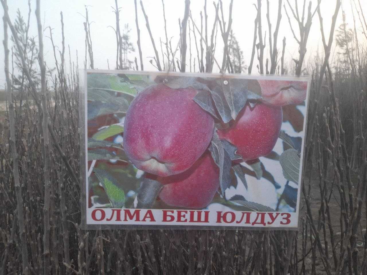 Xarhil ko'chatlardekarativ archalar mevali ko'chatlar arzon narhlarda.