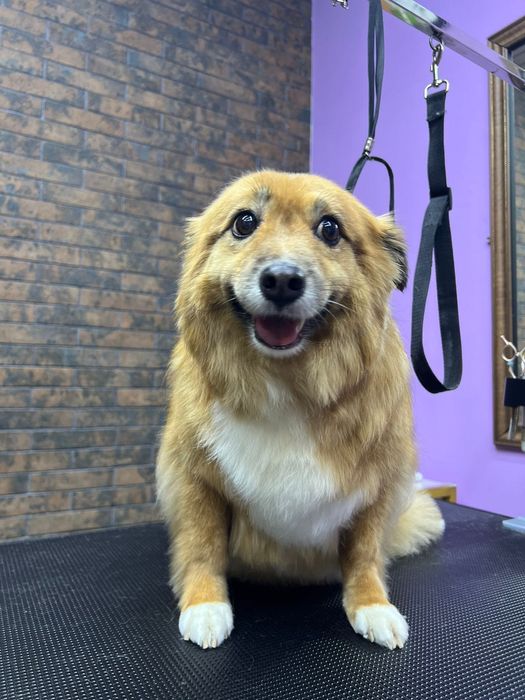 отдам собаку в хорошие и добрые руки