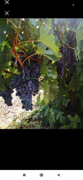 Struguri de vin  producție 2024