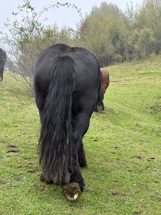 Vând mânz negru 5 luni jumate