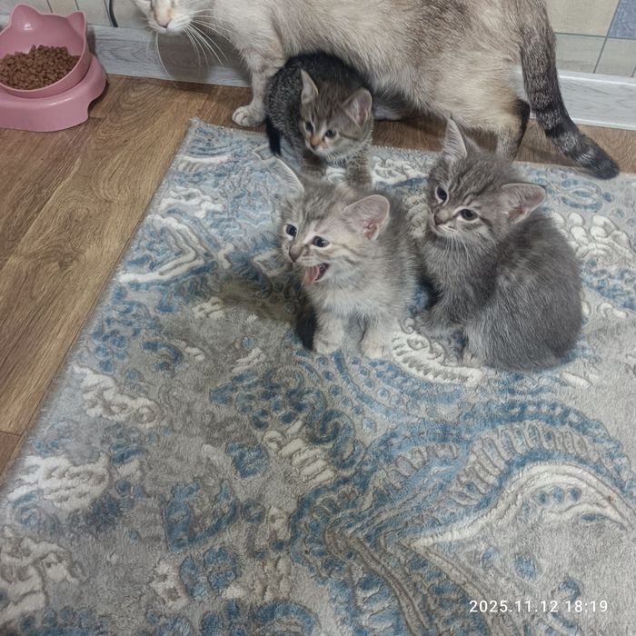 Пристраиваются котята в добрые  руки