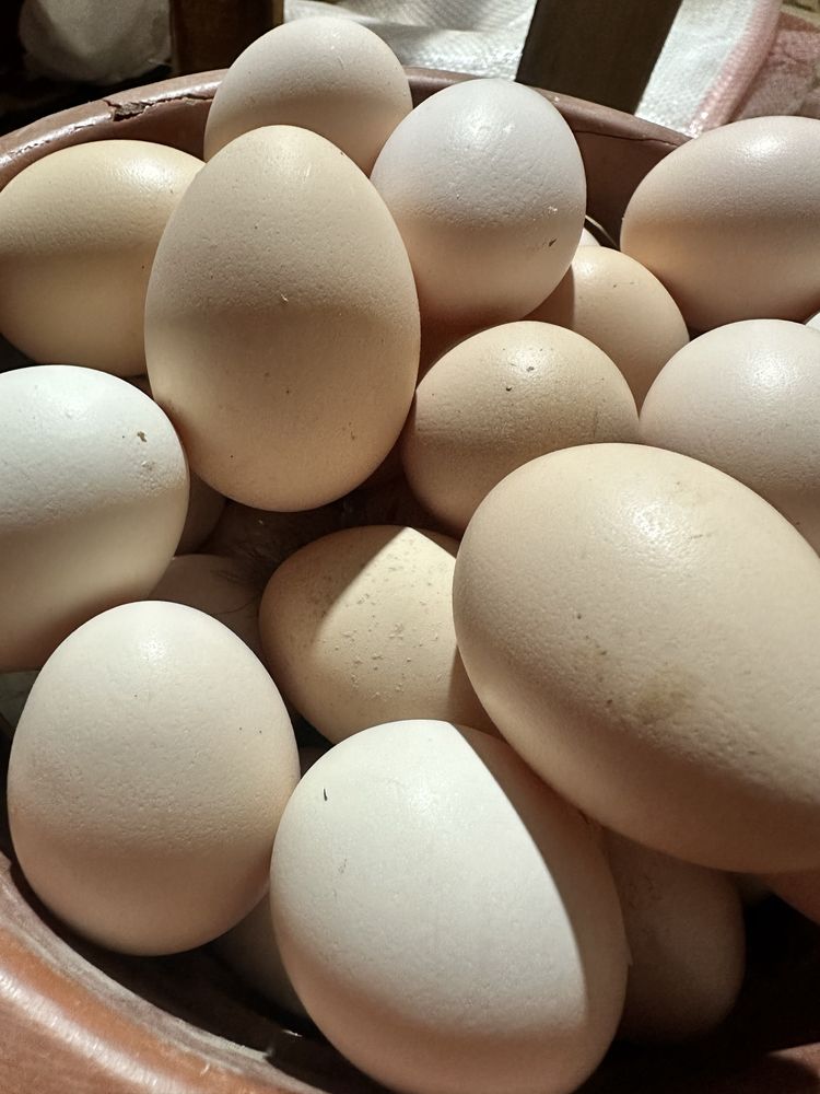 Домашние куринные яйца (брама)
