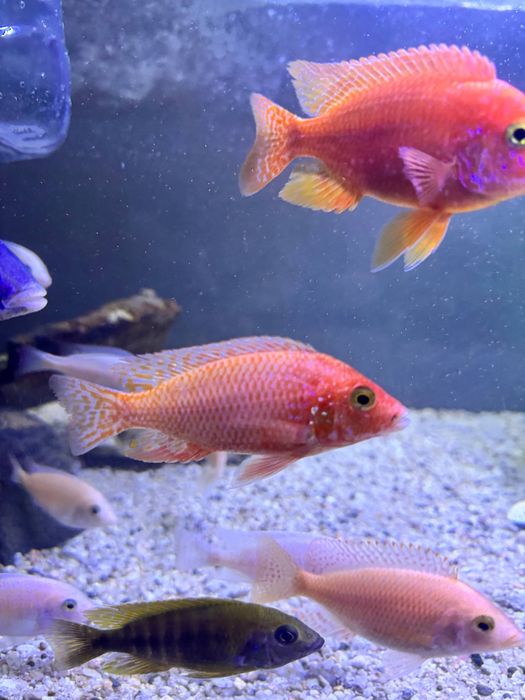 Продаются орхидеи