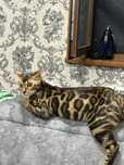 Bengal Mushugimiz sotiladi