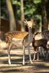Animalute de vanzare