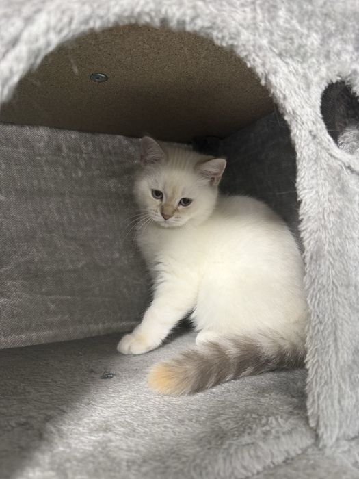 Fetiță british shorthair