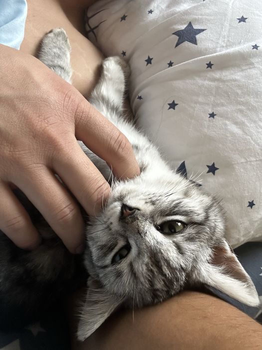 Продаеться кошка 1 лет