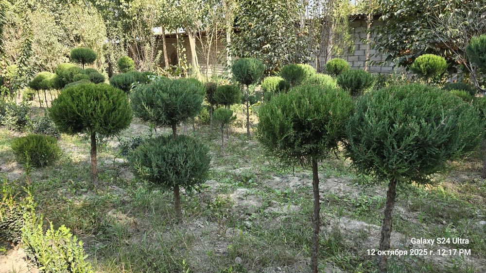 Чупа - чупс Можжевельник