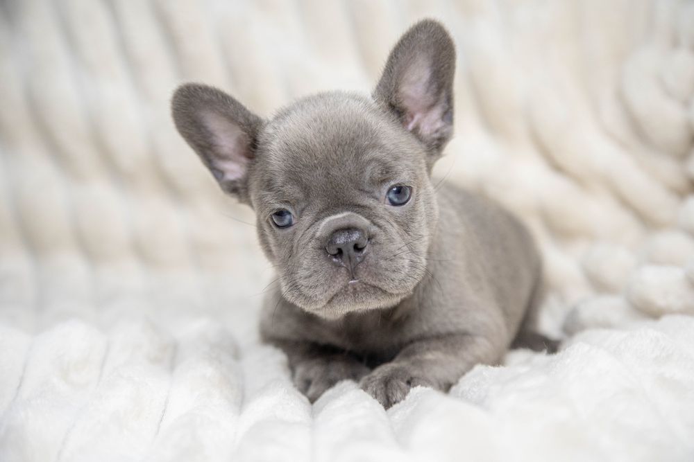 bulldog francez lilac