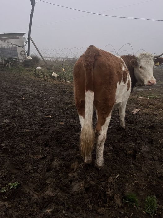 Vand juninca un an jumate