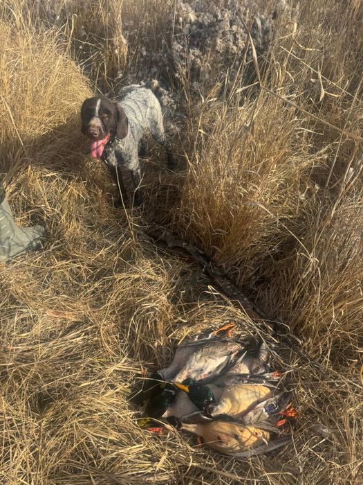 Дратхаар кабель 3 года