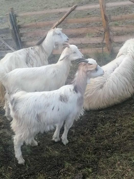 Vând 2 capre ,3 iede și un ied