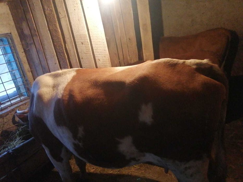 Vaca de vanzare  pentru detalii sunatii