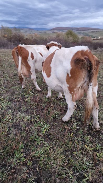 Vaci baltate cu lapte