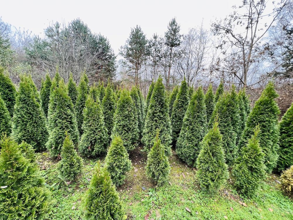 Tuia, plante ornamentale din pepiniera romaneasca