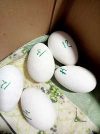 Продам инкубационные гусиные яйца, порода Линда