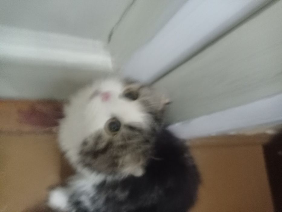 Кошка продается 11м