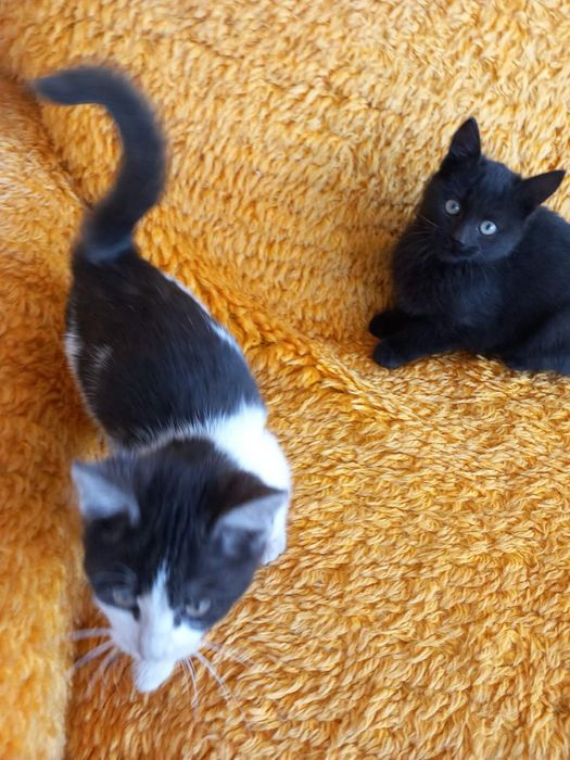 Малки котета си търсят дом