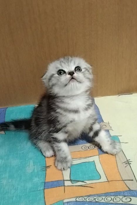 Две вислоухие девочки.