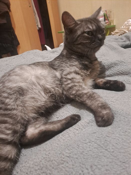 отдам кошку в хорошие руки