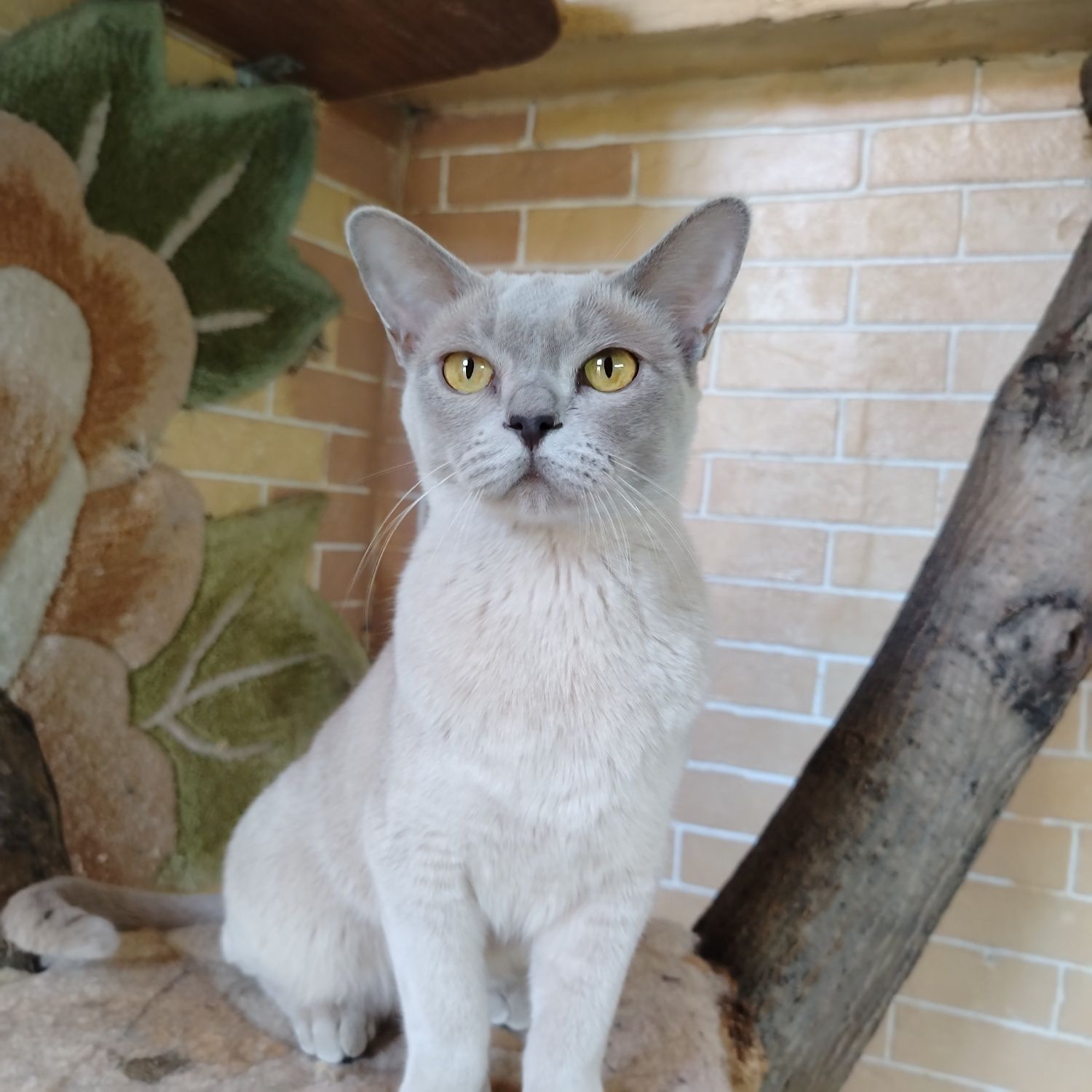 Бурманские котята