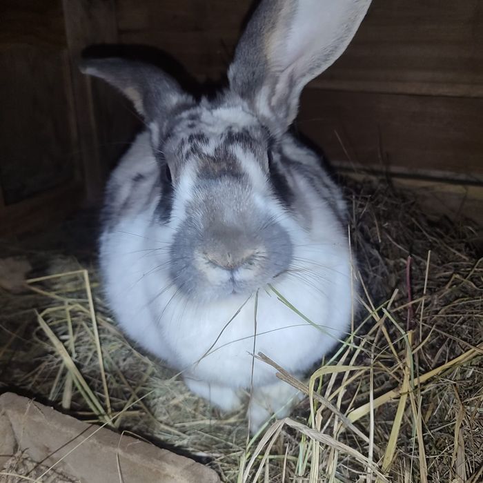 Кролиха рабочая взрослая