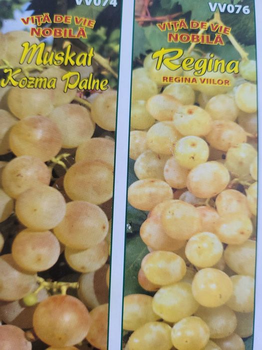 Vita de vie nobila [altoita]soiuri roze de masa