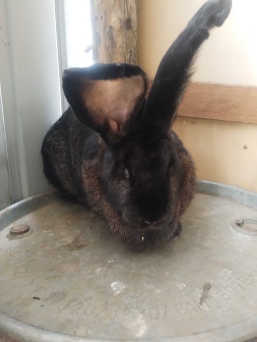 Femelă Uriaș German