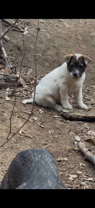 Щеночки бесплатно