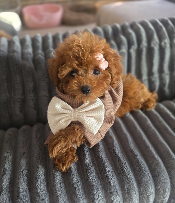 Пудел тийкъп /момиче/с документ за произход