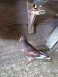 Porumbei meulemans trenton