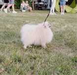 Mascul pomeranian