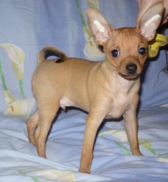 Продается мини тойтерьер мальчик