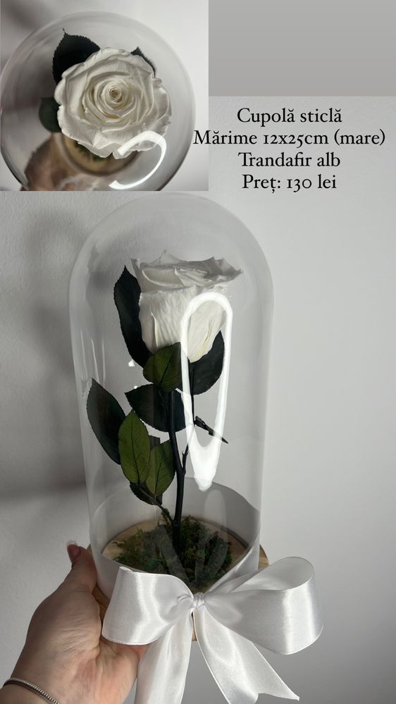 Trandafir nemuritor in cupola de sticla