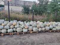 Vamd dovleci placintari