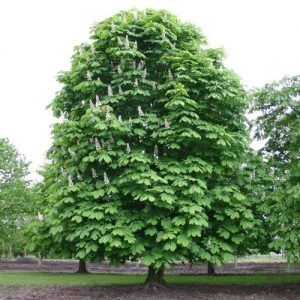 Vând puieți de castani la ghiveci  și arbori de mătase la ghiveci