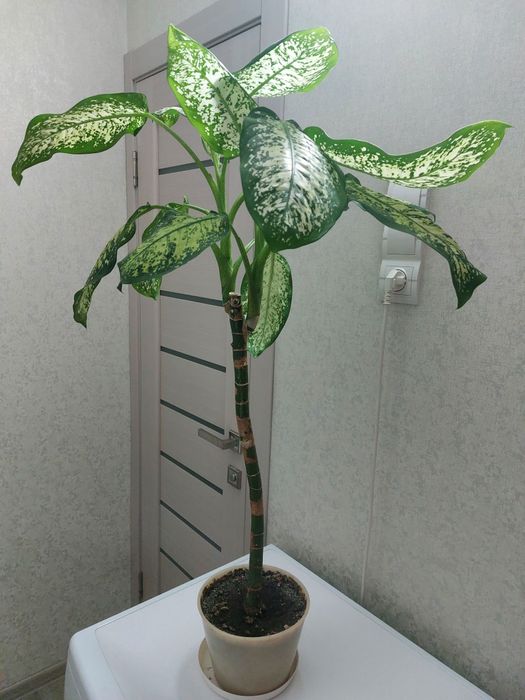Диффенбахия продам