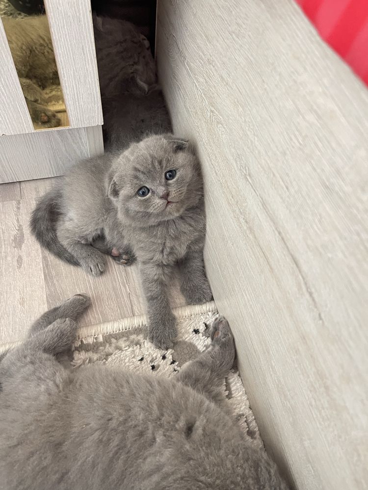 Продаются котята