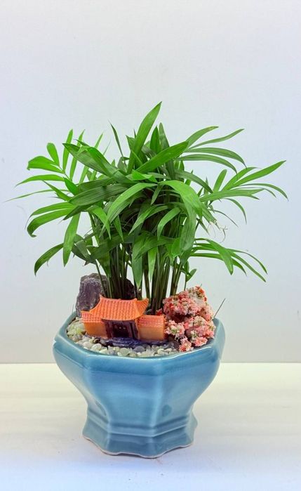 Хамедорея декоративная пальма