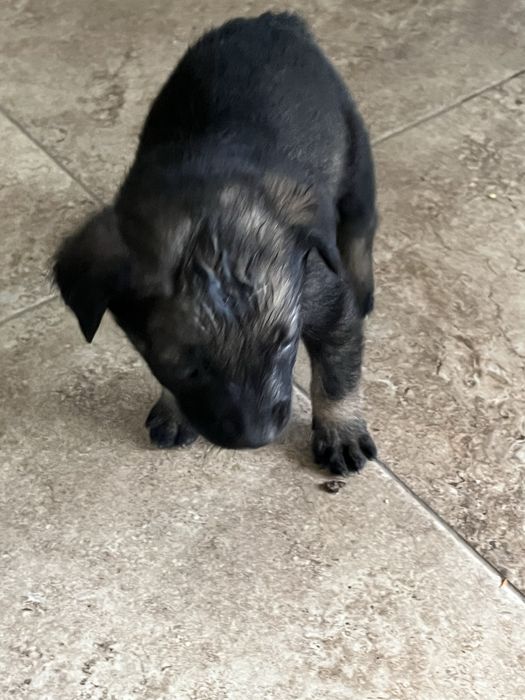 Donez cațeluși  dragalași .