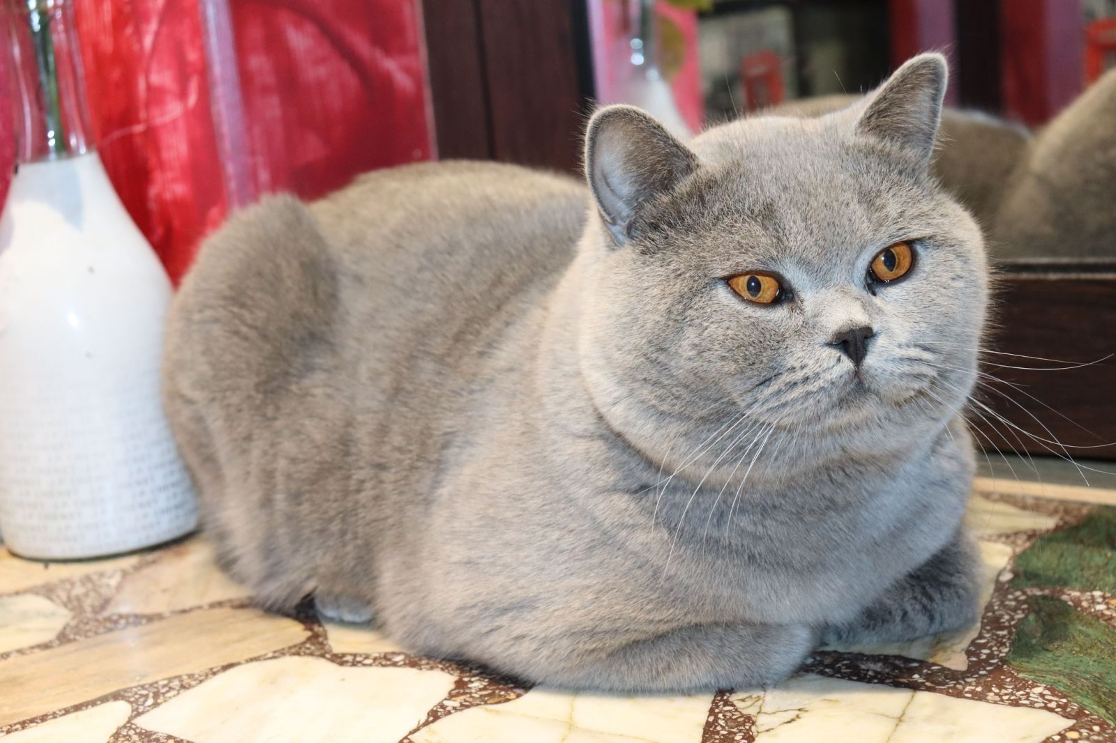 Британска късокосместа котка / British shorthair cat