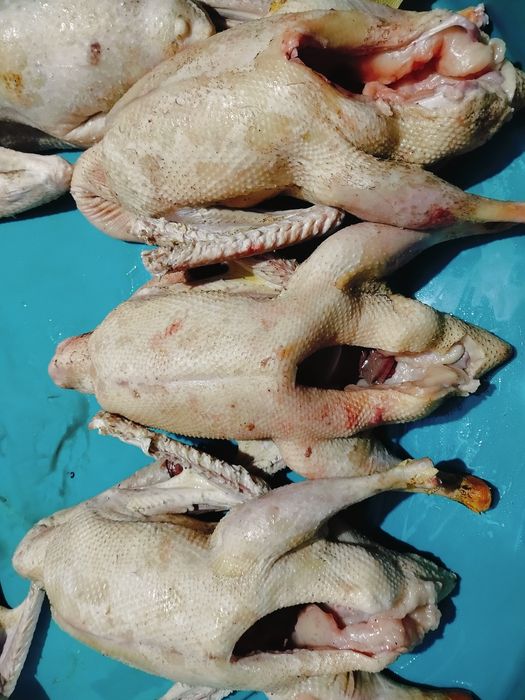 Продаём домашняя тушка гуся