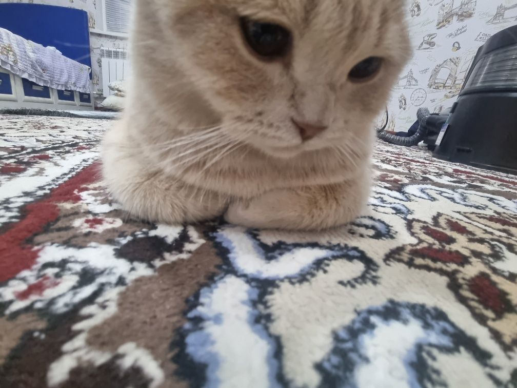 Кота на вязку! Скоттиш Страйт