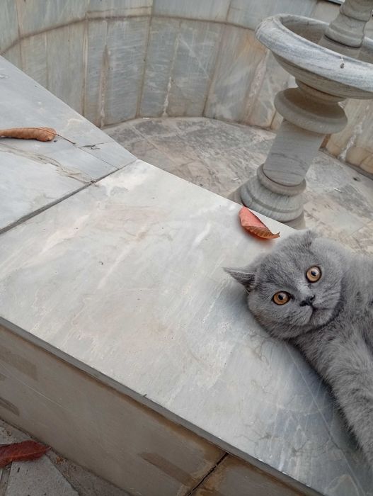 Продается родословная кошка , девочка