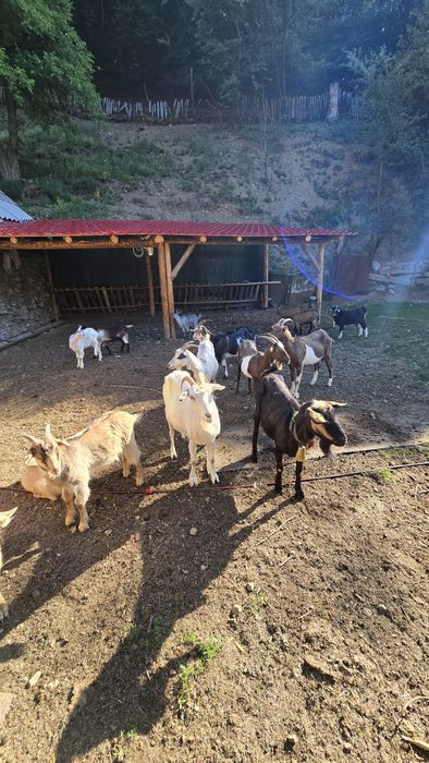 Vând capre cu iezi!