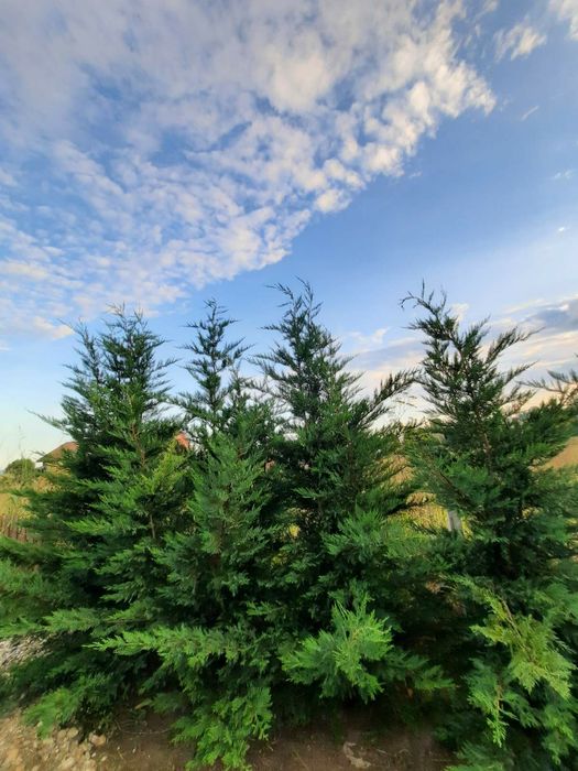 Tuia Danica Glob / Leylandii / Tuia Auriu / Smaragd / Prunus Laurocir.