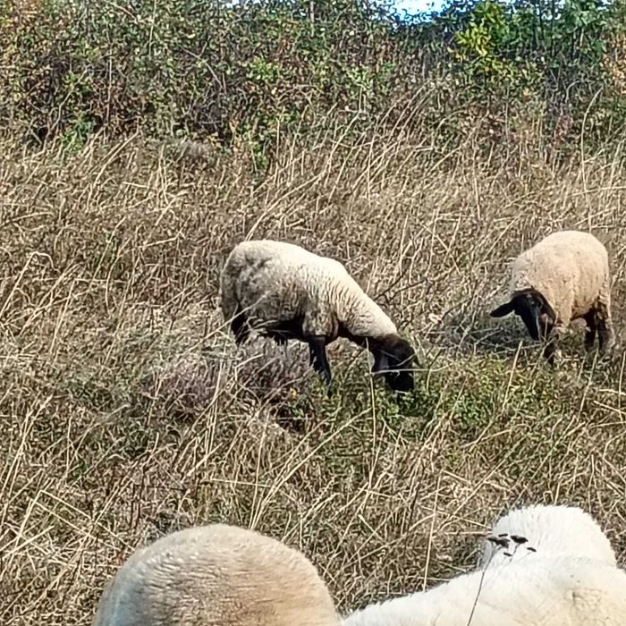 Vand Oi Suffolk, Metis